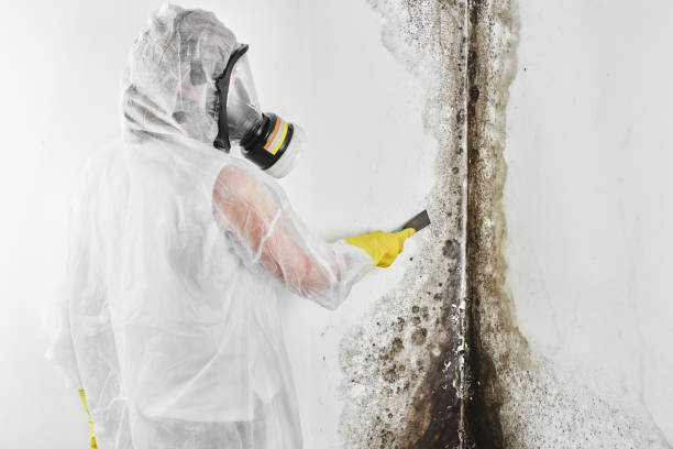 Professional Mold Removal in Foster Brook, PA
