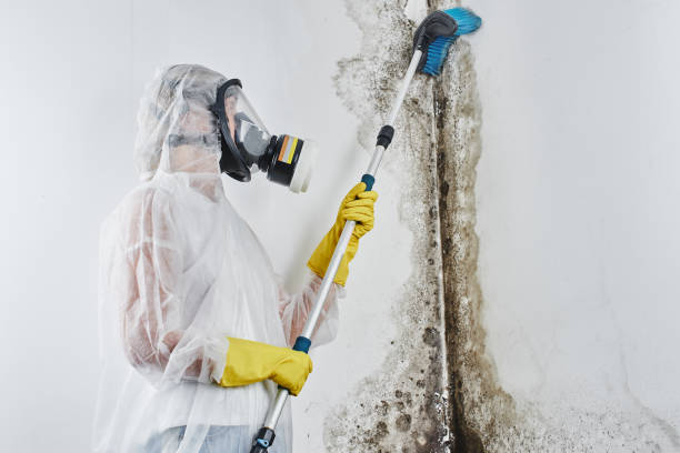 Best Fast Mold Removal  in Foster Brook, PA