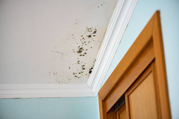 Best Best Mold Removal Companies  in Foster Brook, PA
