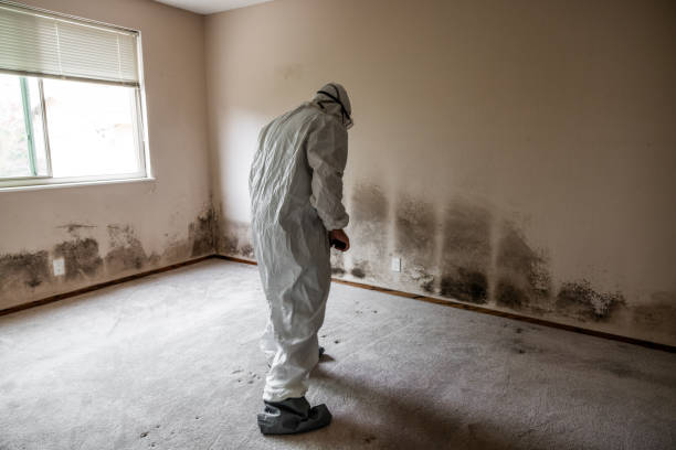 Best Emergency Mold Removal  in Foster Brook, PA