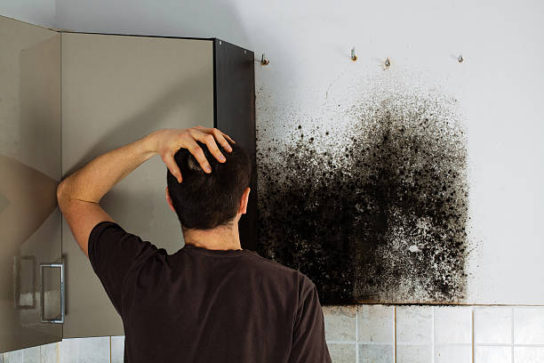Best Local Mold Removal Service  in Foster Brook, PA