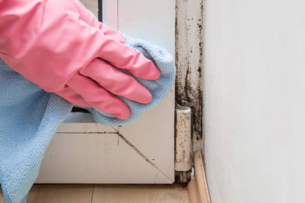 Best Mold Removal and Inspection  in Foster Brook, PA