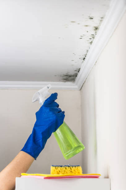 Best Attic Mold Removal  in Foster Brook, PA