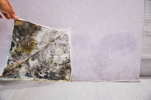 Best Black Mold Removal  in Foster Brook, PA